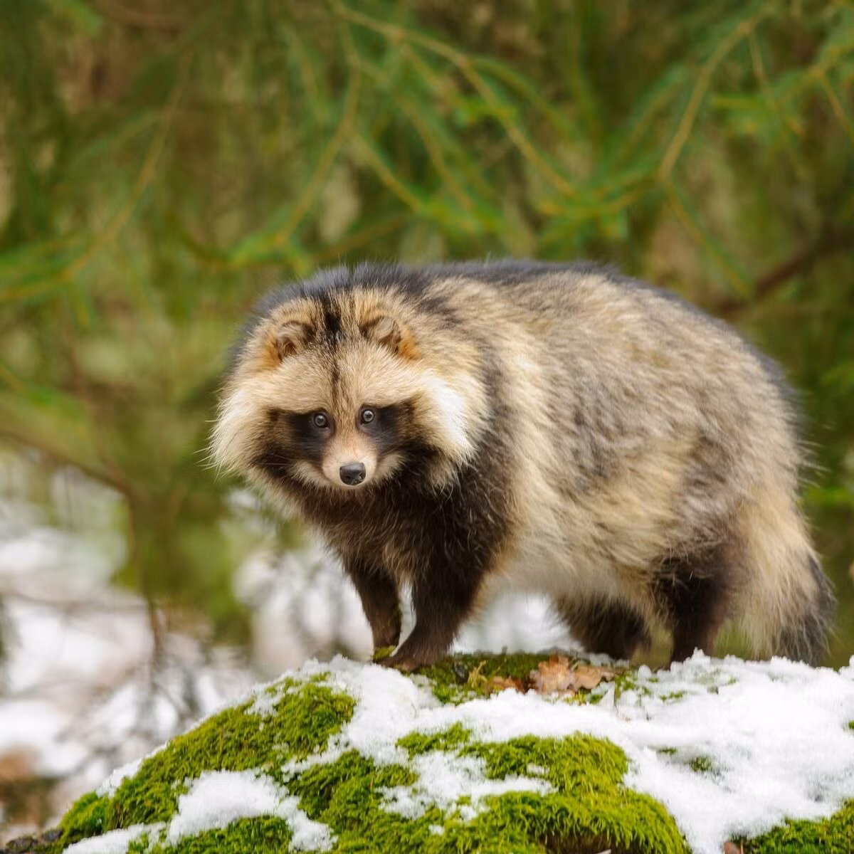  Lửng chó Nhật Bản (Nyctereutes viverrinus). Kích thước: Thân dài 49–71 cm. Khu vực phân bố: Nhật Bản. Tình trạng bảo tồn trong Sách Đỏ IUCN: Ít quan tâm. Ảnh: Femme Actuelle.