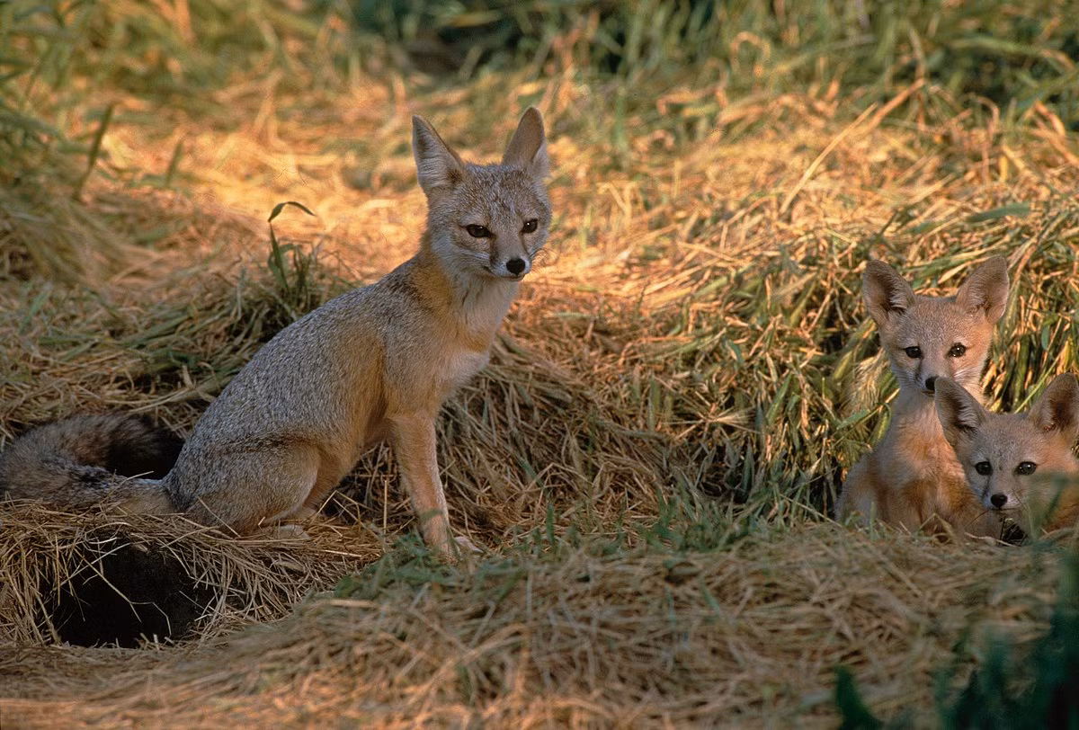  Cáo lông nhạt (Vulpes pallida). Kích thước: Thân dài 38–55 cm. Khu vực phân bố: Vùng Thượng Trung Phi. Tình trạng bảo tồn trong Sách Đỏ IUCN: Ít quan tâm. Ảnh: Wikidata.