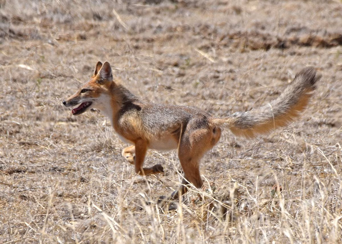  Cáo chạy nhanh (Vulpes velox). Kích thước: Thân dài 48–54 cm. Khu vực phân bố: Đồng cỏ phía Tây của Bắc Mỹ. Tình trạng bảo tồn trong Sách Đỏ IUCN: Ít quan tâm. Ảnh: iNaturalist.