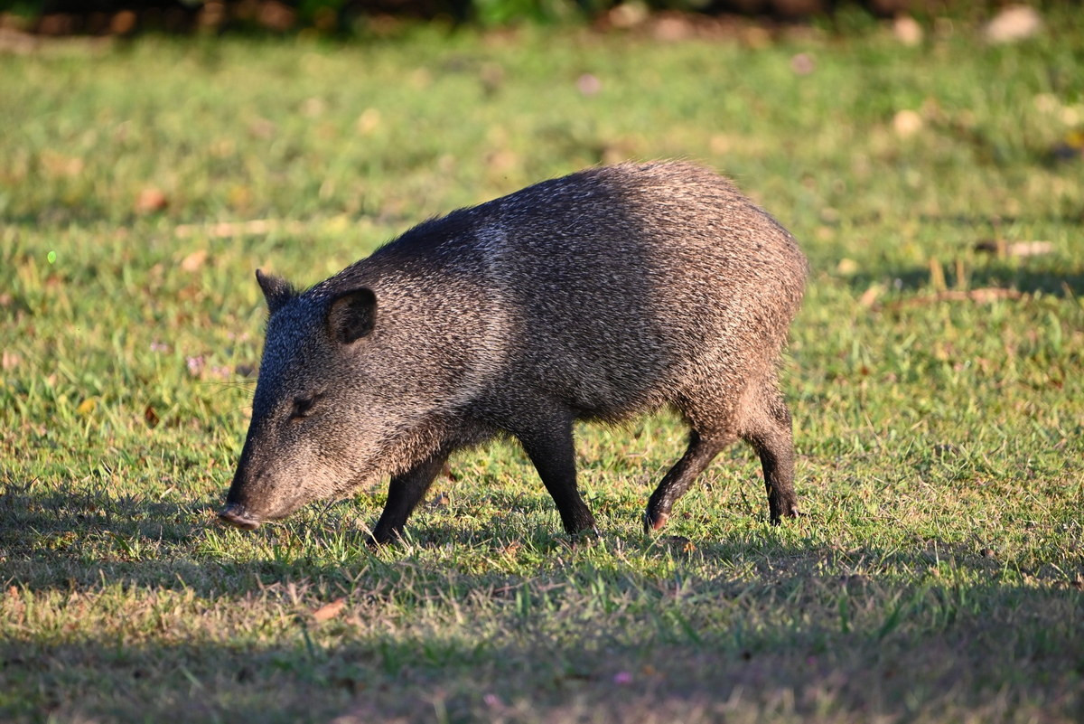  Lợn peccary khoang cổ (Pecari tajacu). Kích thước: Đầu và thân dài 100–150 cm. Khu vực phân bố: Trung Mỹ và Nam Mỹ. Tình trạng bảo tồn trong Sách Đỏ IUCN: Ít quan tâm. Ảnh: iNaturalist.