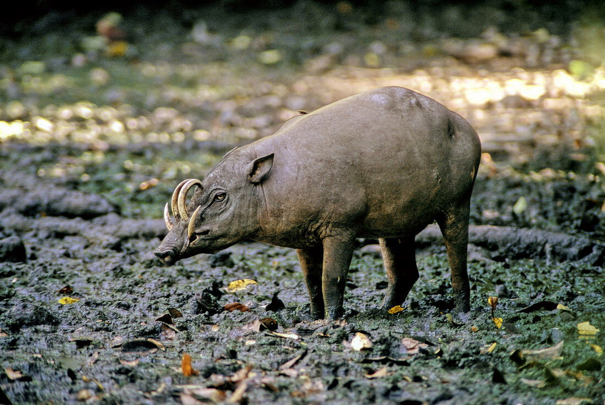 Lợn hươu Bắc Sulawesi (Babyrousa celebensis). Kích thước: Đầu và thân dài 85–110 cm. Khu vực phân bố: Đảo Sulawesi và một số quần đảo lân cận ở Indonesia. Tình trạng bảo tồn trong Sách Đỏ IUCN: Sắp nguy cấp. Ảnh: Science Photo Library.