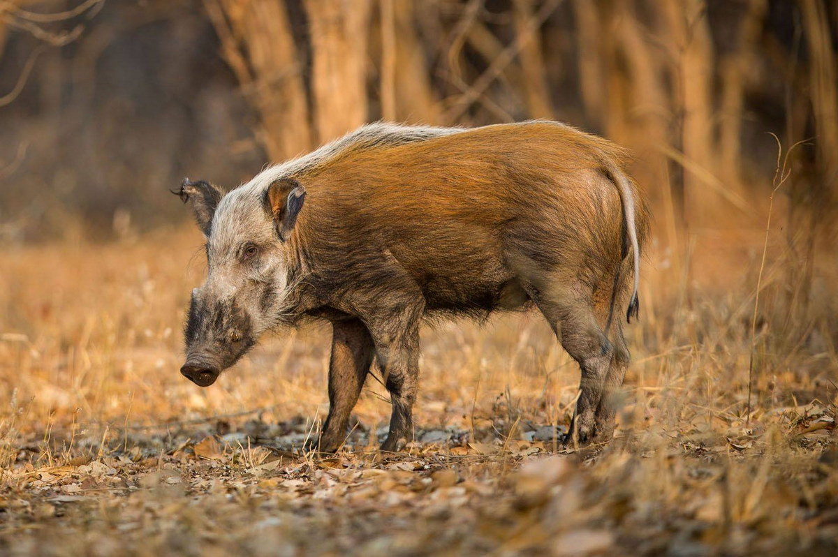  Lợn lông rậm (Potamochoerus larvatus). Kích thước: Đầu và thân dài 100–150 cm. Khu vực phân bố: Đông và Nam châu Phi. Tình trạng bảo tồn trong Sách Đỏ IUCN: Ít quan tâm. Ảnh: Animalies.