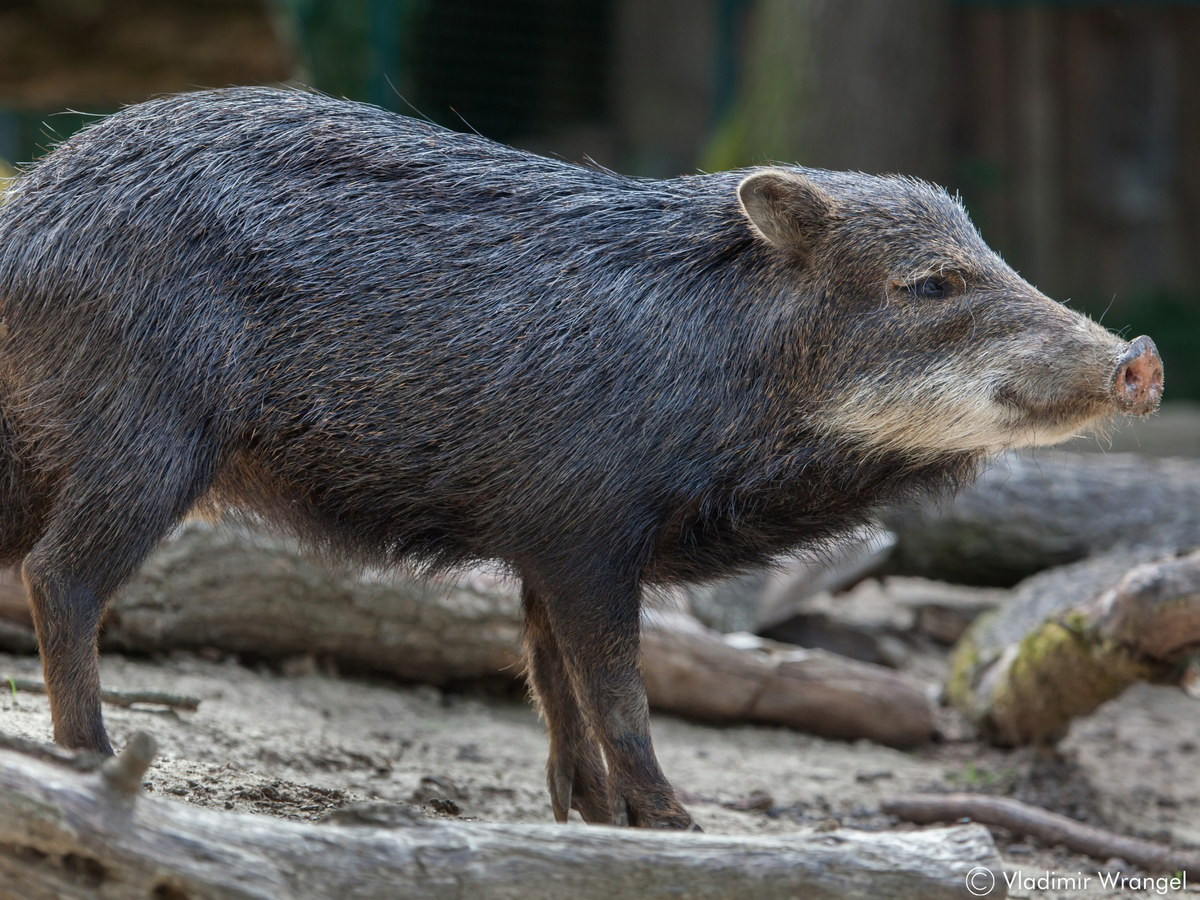  Lợn peccary môi trắng (Tayassu pecari). Kích thước: Đầu và thân dài 90–135 cm. Khu vực phân bố: Trung Mỹ và Nam Mỹ. Tình trạng bảo tồn trong Sách Đỏ IUCN: Sắp nguy cấp. Ảnh: Wildlife Conservation Society.