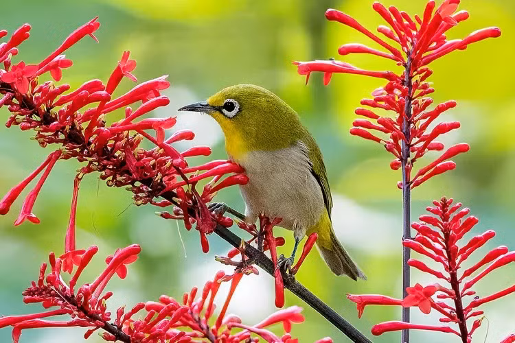 Bung no mua he, 4 con giap phuc loc tu be, ngay cang sung tuc