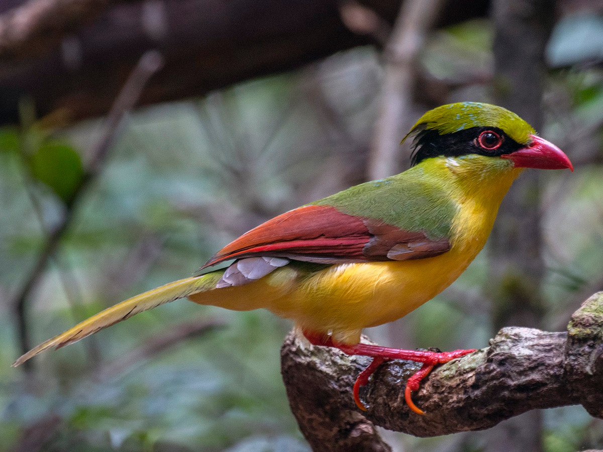 Chim giẻ cùi bụng vàng (Cissa hypoleuca) dài 31-35 cm, là loài định cư tương đối phổ biến tại Đông Bắc, Trung Bộ và Nam Bộ. Chúng sống ở rừng thường xanh, bán thường xanh, rừng tre nứa. (Còn tiếp...)