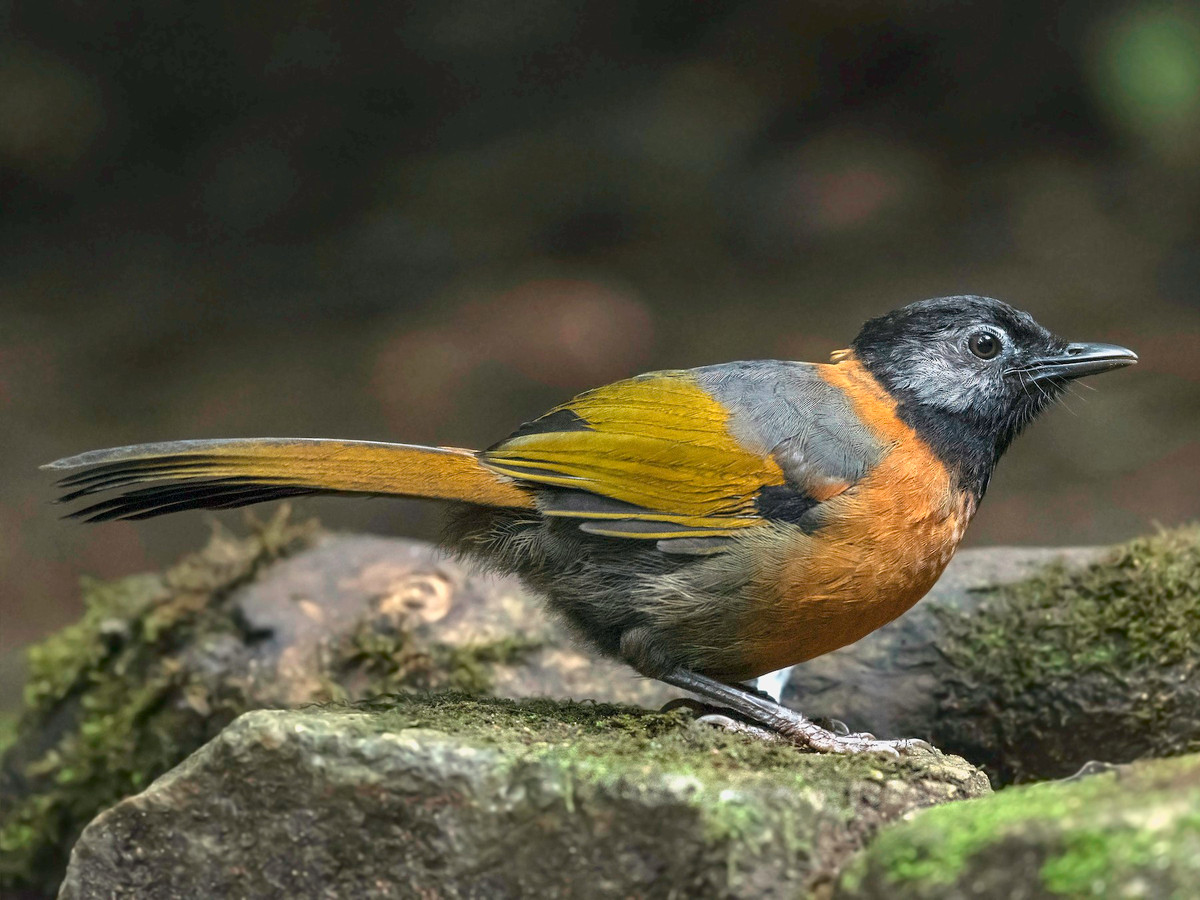 Chim khướu đầu đen má xám (Trochalopteron yersini) dài 26-28 cm, là loài định cư chỉ phân bố tại Nam Trung Bộ. Chúng sống ở rừng lá rộng thường xanh, rừng thứ sinh, cây bụi gần rừng thường xanh.