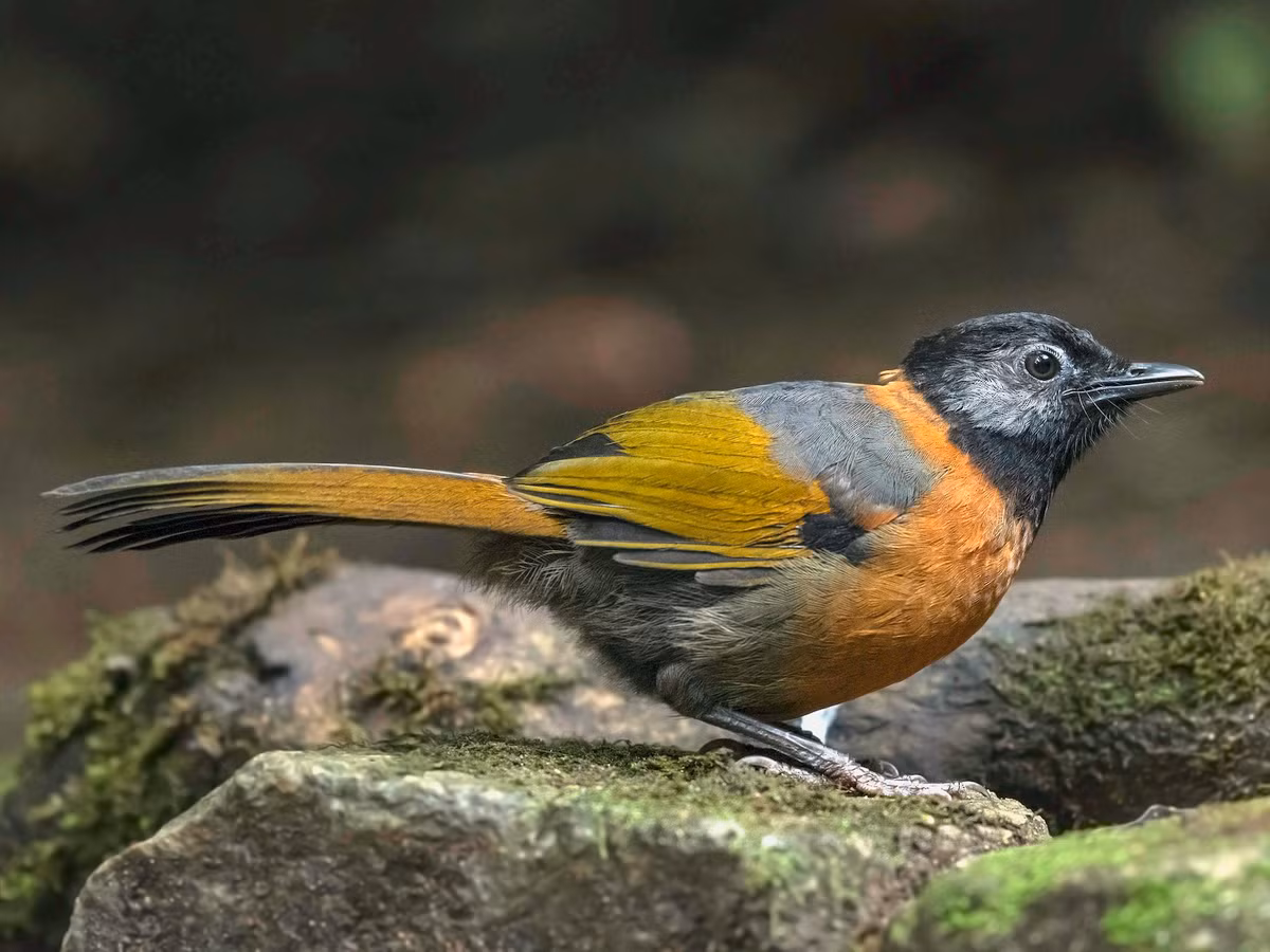 Chim khướu đầu đen má xám (Trochalopteron yersini) dài 26-28 cm, là loài định cư chỉ phân bố tại Nam Trung Bộ. Chúng sống ở rừng lá rộng thường xanh, rừng thứ sinh, cây bụi gần rừng thường xanh.