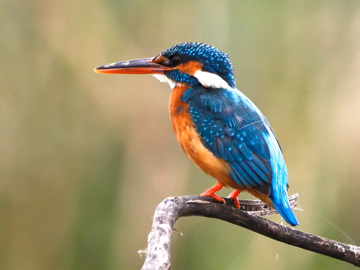 Chim bồng chanh (Alcedo atthis) dài 16-18 cm, là loài định cư phổ biến trong cả nước. Sinh cảnh của chúng là đất ngập nước trong đất liền và ven biển, suối trong rừng cây gỗ thưa.