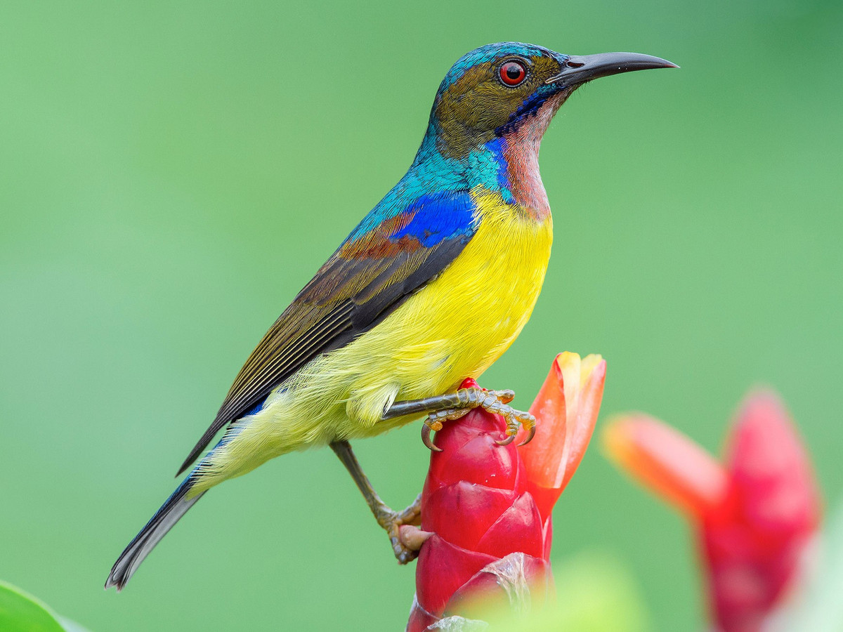 30 loài chim có màu sắc rực rỡ nhất Việt Nam: Có loài nguy cấp 30 loai chim co mau sac ruc ro nhat Viet Nam: Co loai nguy cap