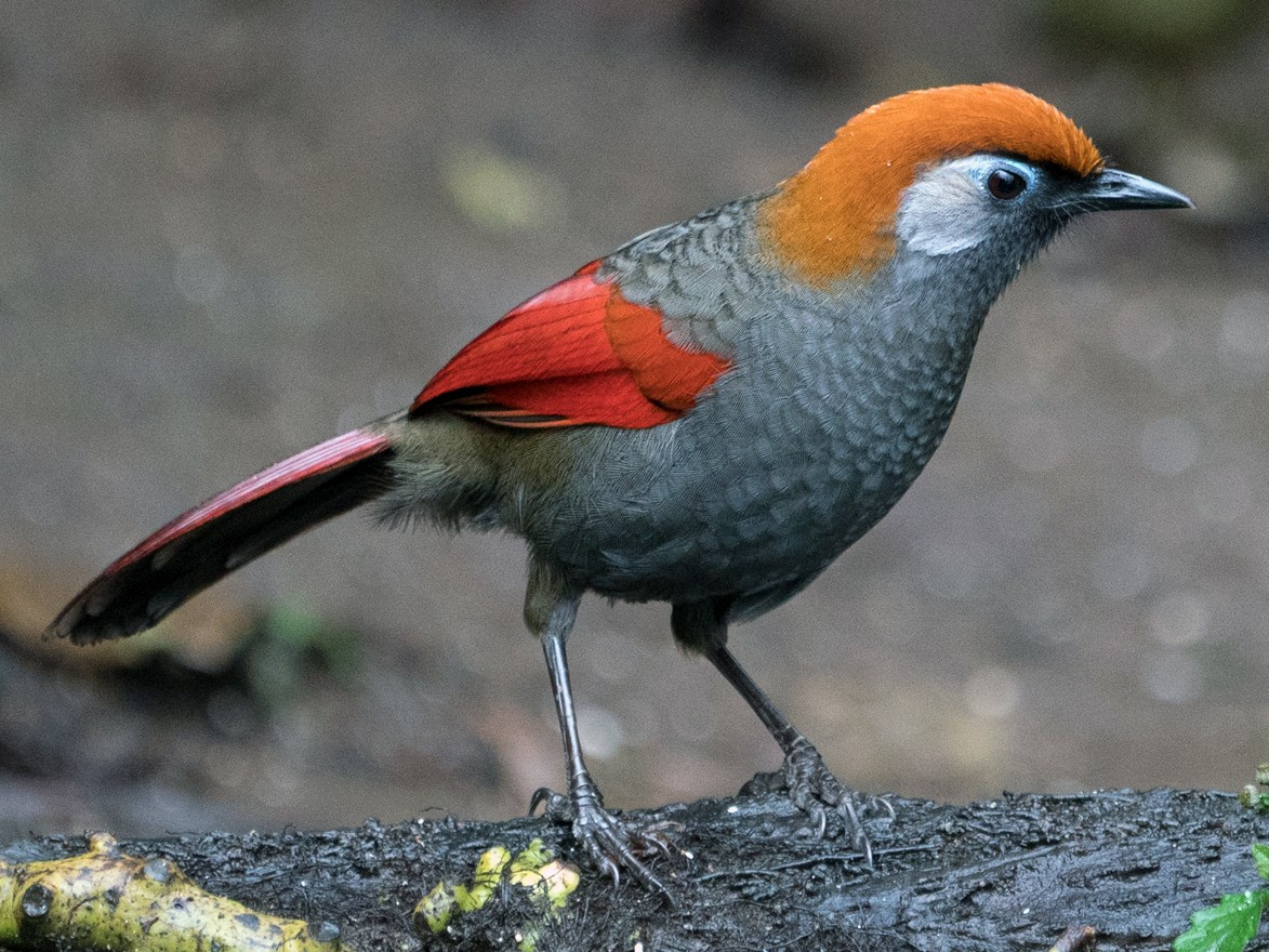 Chim khướu đuôi đỏ (Trochalopteron milnei) dài 26-27 cm, là loài định cư hiếm đến không phổ biến tại Tây Bắc, Đông Bắc, Bắc và Trung Trung Bộ. Chúng sống ở rừng lá rộng thường xanh, rừng thứ sinh, rừng tre nứa, cây bụi và trảng cỏ. Là loài trong Sách Đỏ Việt Nam, nhón IIB.