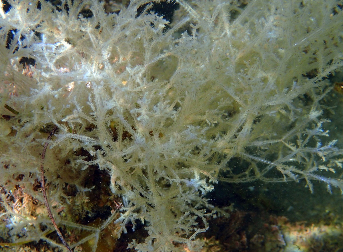 Hóa chất từ một loài động vật hình rêu đã được chiết xuất để phục vụ hoạt động nghiên cứu điều trị bệnh ung thư và bệnh Alzheimer.