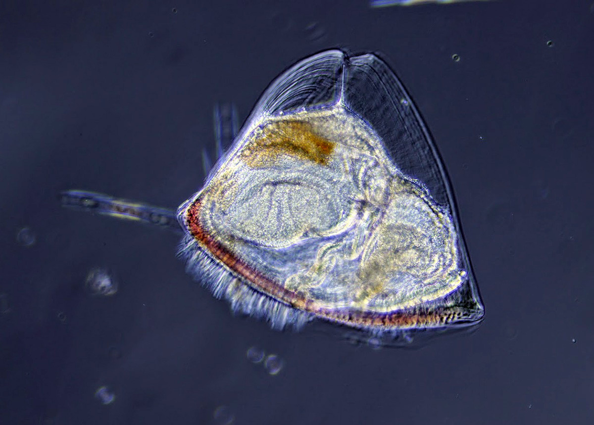 Trứng được thụ tinh phát triển thành ấu trùng, sẽ bơi tự do để kiếm ăn trong vài ngày trước khi cố định ở một chỗ. Chúng sẽ trải qua quá trình biến thái triệt để với việc xây dựng lại gần như tất cả các mô bên trong để trở thành một phần của tập đoàn.