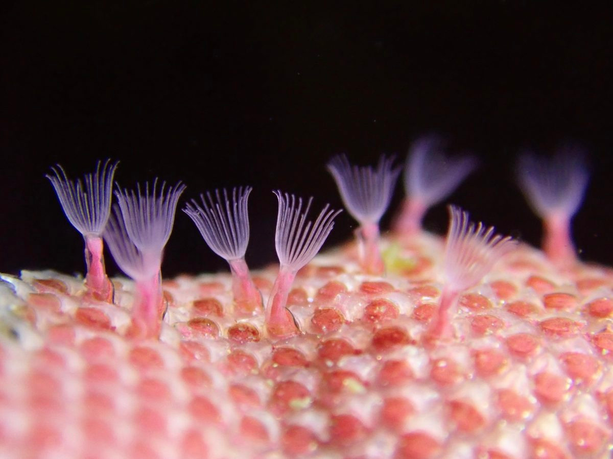  Động vật hình rêu (Bryozoa, moss animals) là một ngành động vật không xương sống tồn tại trong môi trường nước ít được con người biết đến dù phân bố rộng khắp thế giới.