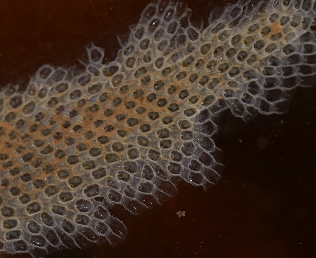 Mỗi cá thể sống trong tập đoàn và không hoàn toàn độc lập mà có thể có các chức năng đa dạng như kiếm ăn, sinh sản, phòng vệ, hoặc tạo ra cấu trúc giống rễ để bám vào chất nền.