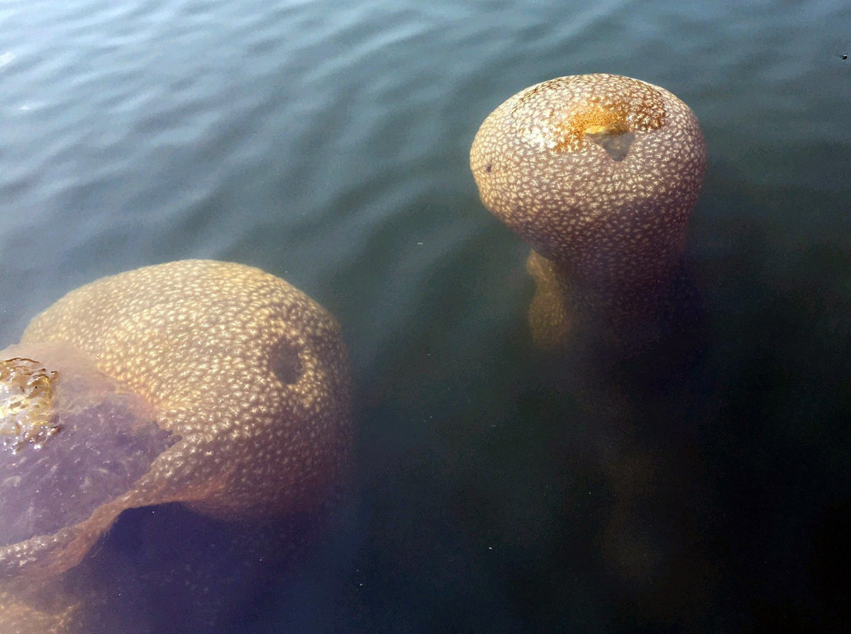 Trong mối quan hệ với con người, đôi khi động vật hình rêu bị coi là loài có hại khi xâm lấn các hệ sinh thái tảo bẹ hoặc truyền bệnh cho các trang trại nuôi cá.