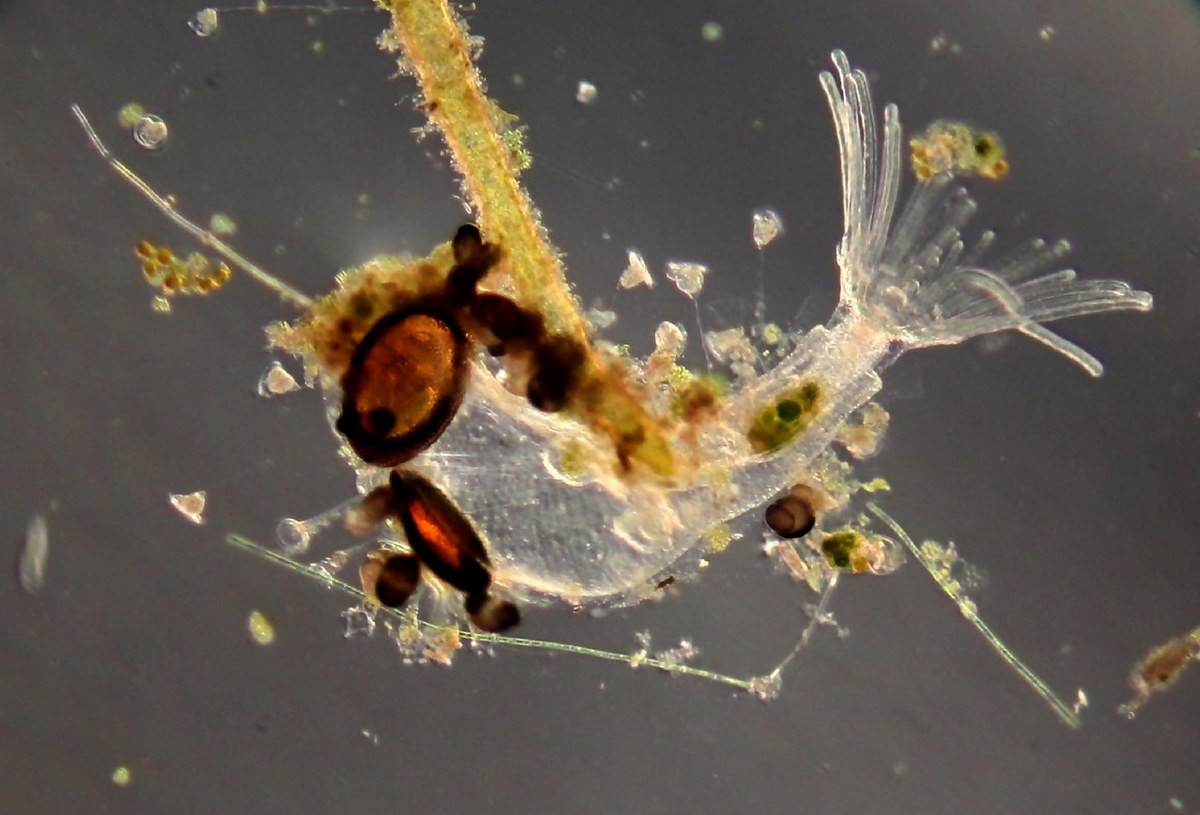 Mỗi cá thể của loài vật này dài khoảng 0,5 mm. Chúng là các động vật ăn lọc, sử dụng một hàng tua với các lông mao để lọc các hạt thức ăn trôi nổi trong nước.