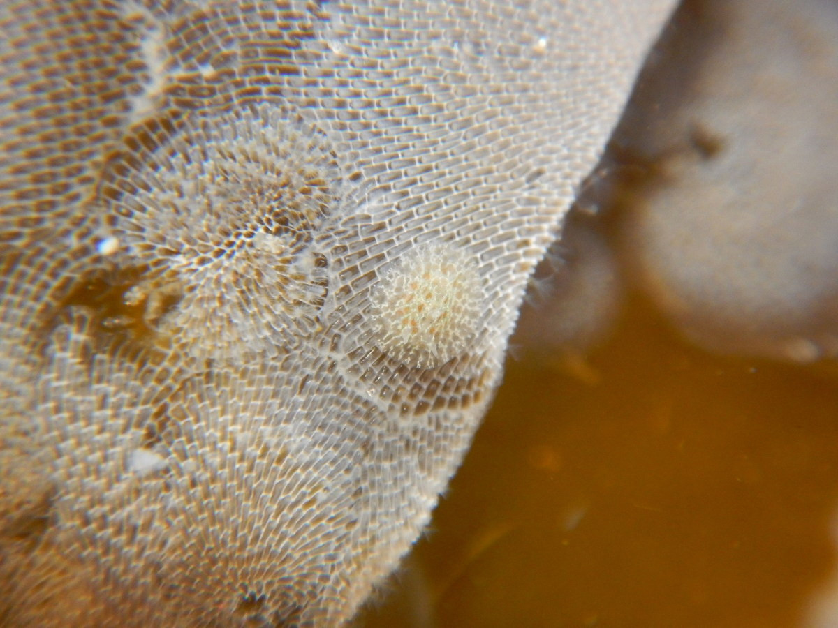 Hầu hết các loài đồng vật hình rêu phân bố ở các vực nước nhiệt đới, nhưng một số ít cũng xuất hiện trong các rãnh đại dương, các vùng nước lạnh ở hai cực và môi trường nước ngọt.