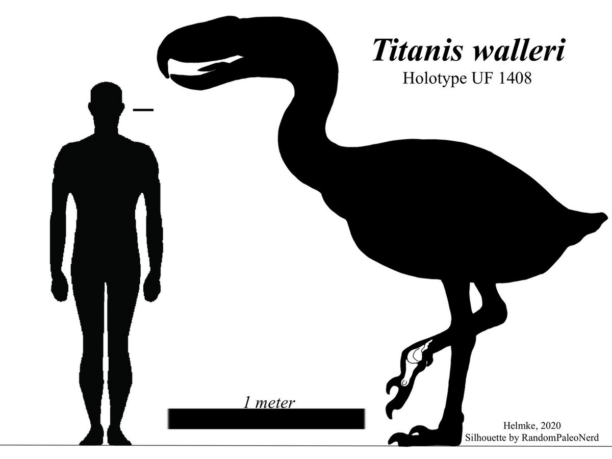 Cái tên "Titanis" của loài chim to lớn này có nguồn gốc từ những người khổng lồ trong thần thoại Hy Lạp. Dựa vào các hóa thạch đã được phát hiện, ước tính chim Titanis trưởng thành cao khoảng 2.5 mét và nặng 150-200 kg, lớn hơn loài đà điểu lớn nhất còn sống.