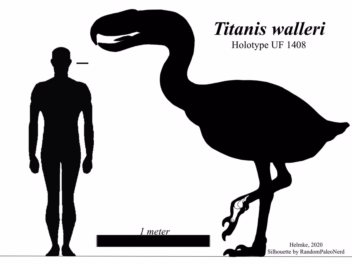 Cái tên "Titanis" của loài chim to lớn này có nguồn gốc từ những người khổng lồ trong thần thoại Hy Lạp. Dựa vào các hóa thạch đã được phát hiện, ước tính chim Titanis trưởng thành cao khoảng 2.5 mét và nặng 150-200 kg, lớn hơn loài đà điểu lớn nhất còn sống.