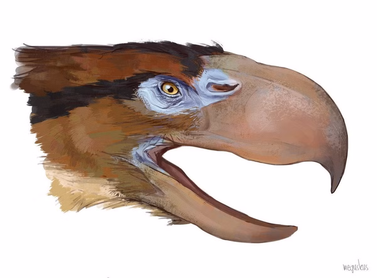 Đầu mỏ có móc tương tự các loài chim ăn thịt hiện đại cho thấy Titanis walleri là loài chim săn mồi trên mặt đất hoặc là loài ăn xác thối giống kền kền.