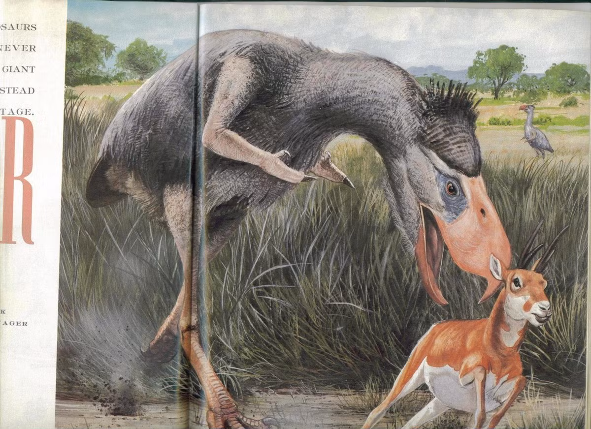 Con mồi của chim Titanis nhiều khả năng là các loài động vật có vú nhỏ như các họ hàng đã tuyệt chủng của loài tatu, ngựa, lợn vòi, chuột lang nước và các động vật ăn cỏ khác.