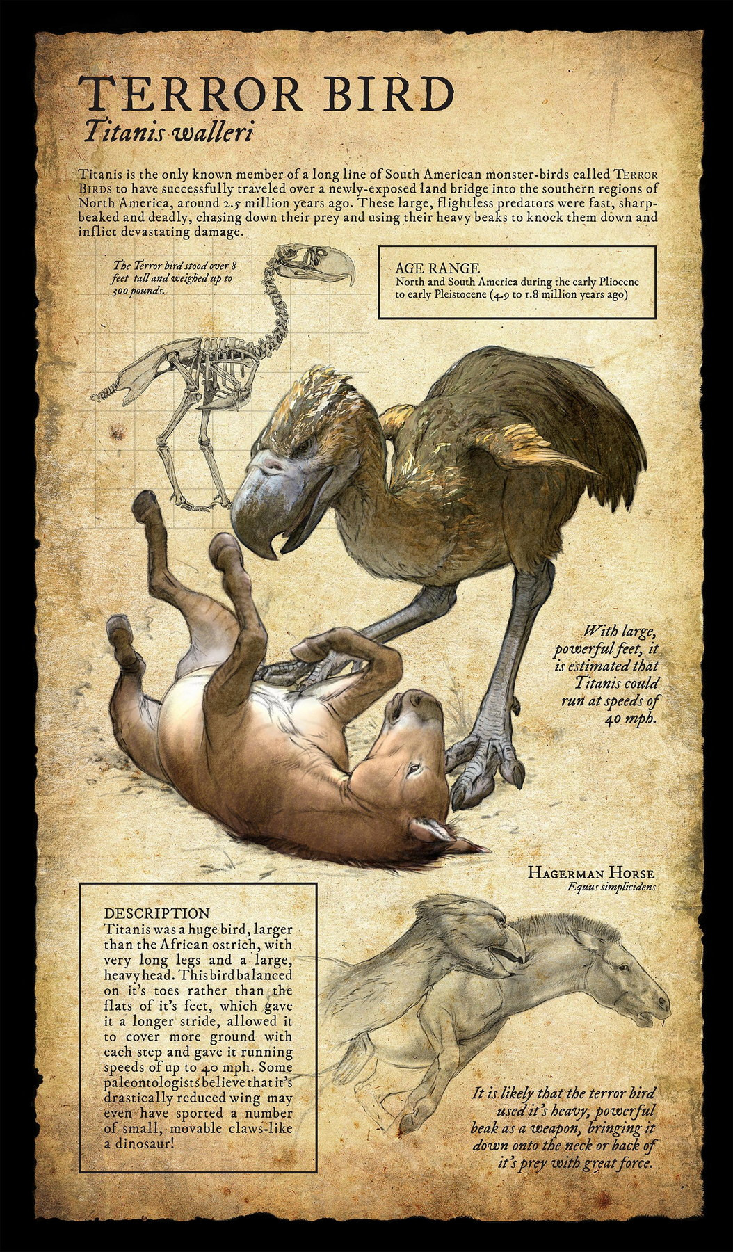 Hộp sọ rất cứng giúp loài chim này có thể đã nuốt chửng con mồi nhỏ hoặc nhắm vào con mồi lớn hơn bằng những cú đánh lặp đi lặp lại bằng mỏ. Đôi chân dài và chắc khỏe giúp chúng chạy với tốc độ lên tới 65 km/giờ.