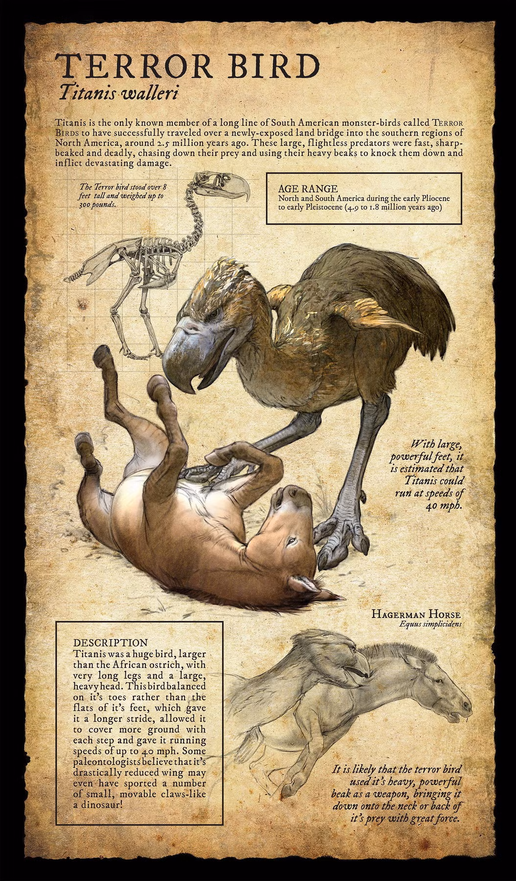 Hộp sọ rất cứng giúp loài chim này có thể đã nuốt chửng con mồi nhỏ hoặc nhắm vào con mồi lớn hơn bằng những cú đánh lặp đi lặp lại bằng mỏ. Đôi chân dài và chắc khỏe giúp chúng chạy với tốc độ lên tới 65 km/giờ.