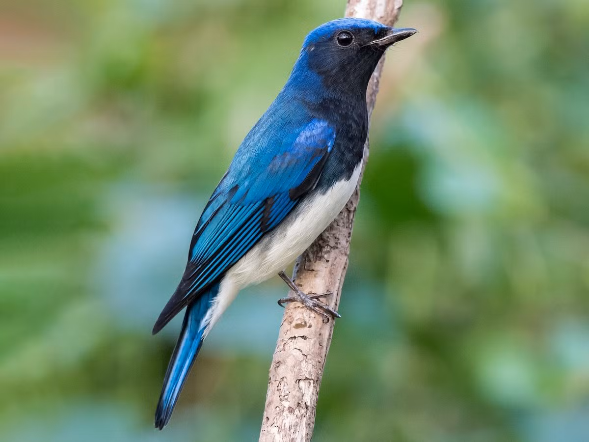 Đớp ruồi Nhật Bản (Cyanoptila cyanomelana) dài 17-18 cm, là loài di cư không phổ biến, ghi nhận trong cả nước, có trú đông tại Nam Trung Bộ. Chúng hiện diện ở rừng lá rộng thường xanh mở, rừng trên đảo, rừng trồng, vườn, công viên.