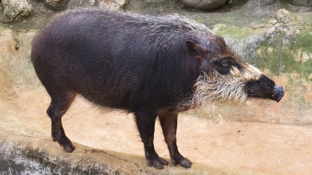  Lợn râu Palawan (Sus ahoenobarbus). Kích thước: Đầu và thân dài 100–160 cm. Khu vực phân bố: Các quần đảo Balabac, Palawan và Calamian ở Philipines. Tình trạng bảo tồn trong Sách Đỏ IUCN: Sắp nguy cấp. Ảnh: Loving Exotics.