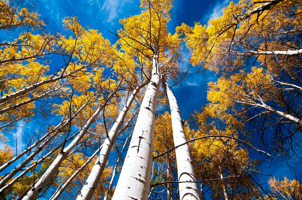 Những thập niên gần đây, Pando đã phải đối mặt với sự suy thoái, chủ yếu do hoạt động kiếm ăn của gia súc và hươu nai hoang dã khiến các thân non mọc không đủ để bù đắp cho những thân cây chết.