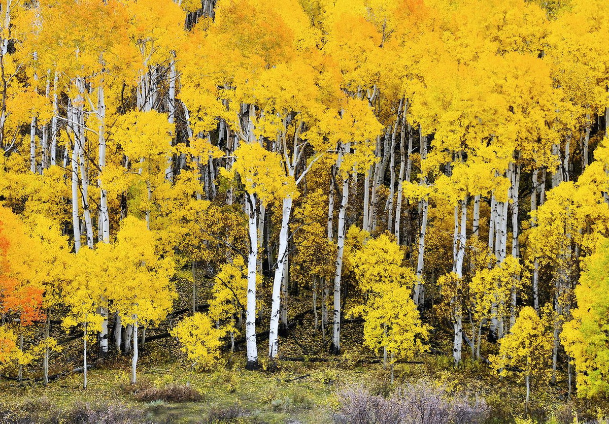 Trên thực tế, đây không phải một khu rừng thực sự mà là một tập đoàn bản sao của một cá thể cây dương lá rung (Populus tremuloides), được xác định là một sinh vật sống đơn lẻ bởi các dấu hiệu di truyền giống hệt nhau.