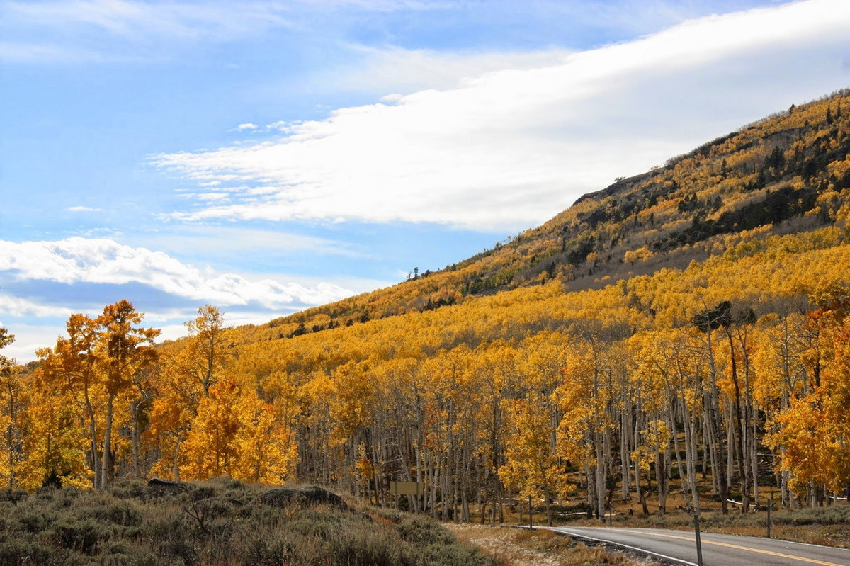 Mặc dù cây dương lá rung có thể sinh sản qua hạt, nhưng chúng hiếm khi phát triển từ hạt vì quá trình thụ phấn ít xảy ra do cây đơn lẻ thường chỉ có một giới tính. Được biết, Pando là cây đực.