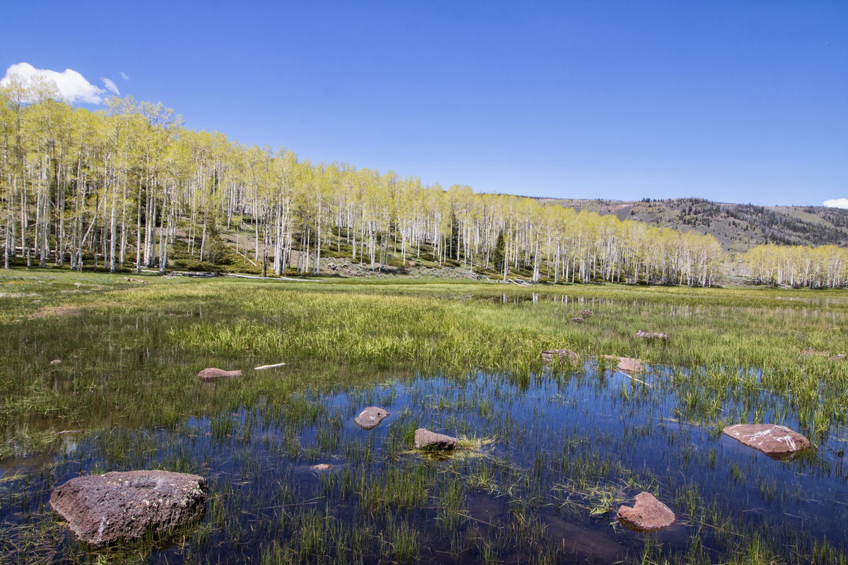 Dù một số người tin rằng Pando đã tồn tại hàng trăm nghìn, thậm chí hàng triệu năm, các nhà khoa học cho biết quần thể cây này chỉ có thể hình thành và phát triển sau kỷ băng hà cuối cùng.