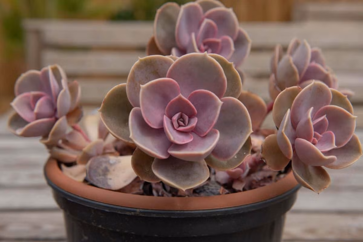 Sen đá hồng dâu (Perle Von Nurnberg echeveria) có lá mọc thưa hơn so với nhiều họ hàng. Chúng chuyển từ màu xanh sang màu tím và hồng bắt mắt dưới ánh sáng mặt trời trực tiếp.