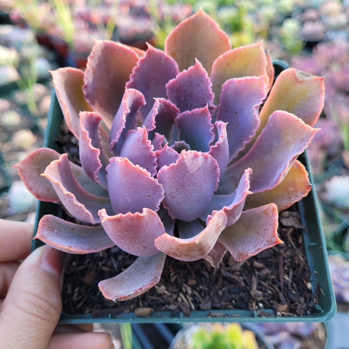 Sen đá bắp cải tím (Neon breakers echeveria) là giống sen đá lai nổi tiếng có những chiếc lá duyên dáng màu tím với diềm gợn sóng. Chúng có màu sáng hơn dưới ánh sáng mặt trời trực tiếp.