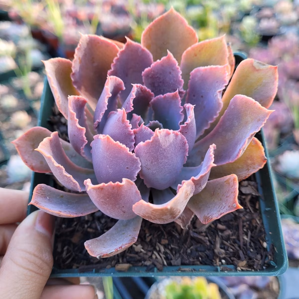 Sen đá bắp cải tím (Neon breakers echeveria) là giống sen đá lai nổi tiếng có những chiếc lá duyên dáng màu tím với diềm gợn sóng. Chúng có màu sáng hơn dưới ánh sáng mặt trời trực tiếp.