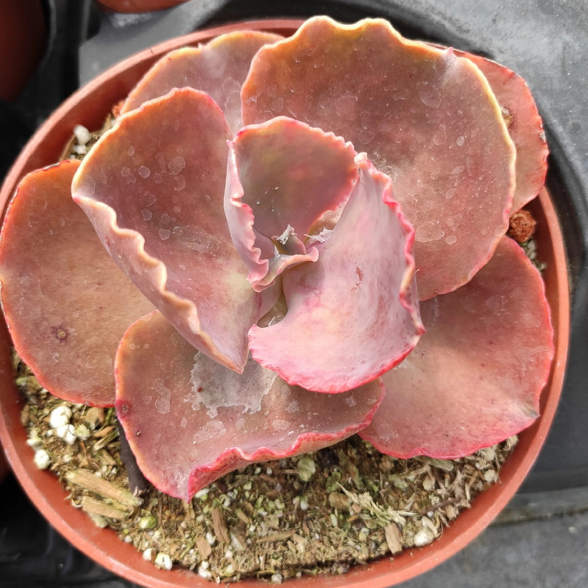 Sen đá bắp cải sô cô la (Bittersweet echeveria) là dạng sen đá bắp cải có lá màu từ hồng đến đỏ tím thẫm, hoa có hình dáng như chiếc bình.
