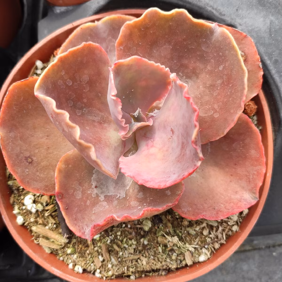 Sen đá bắp cải sô cô la (Bittersweet echeveria) là dạng sen đá bắp cải có lá màu từ hồng đến đỏ tím thẫm, hoa có hình dáng như chiếc bình.