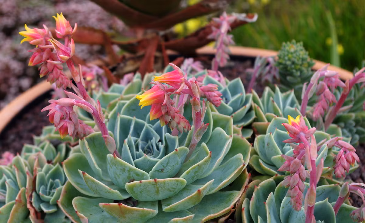 Sen đá sương (Glaucous echeveria) trông giống một bông hoa hồng lớn với cánh hoa là những chiếc lá phớt bạc như phủ lớp sương mỏng. Cây ra hoa màu vàng hồng vào mùa hè.
