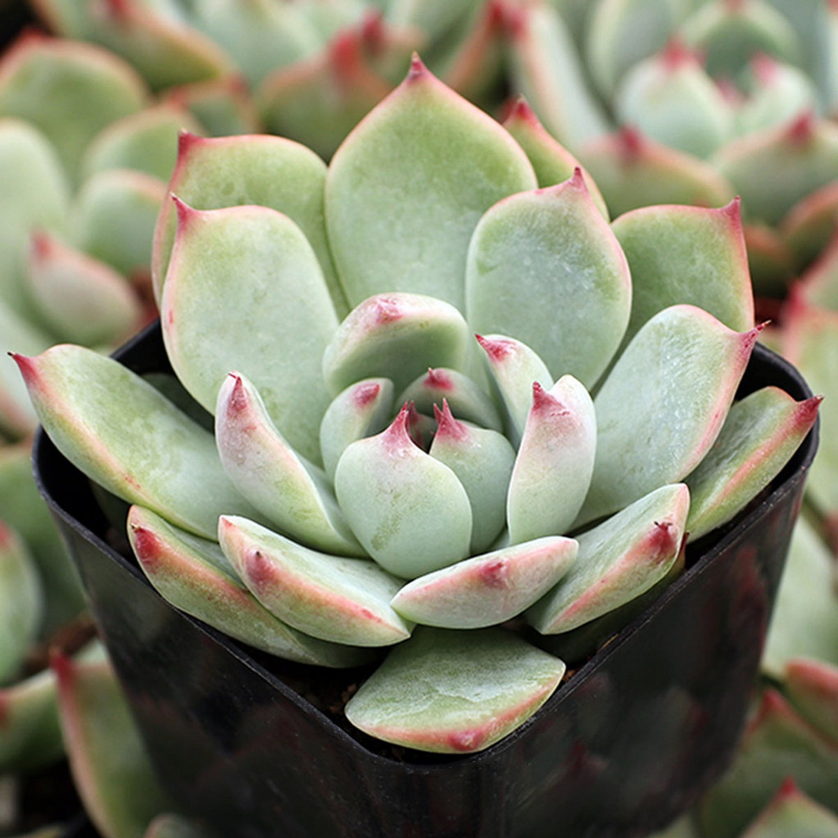 Sen đá bánh bao lửa (Tippy echeveria) có những chiếc lá hình thìa màu xanh với đầu mút màu hồng trang nhã. Trông chúng hơi giống sen đá Lindsayana, nhưng lá rộng hơn.