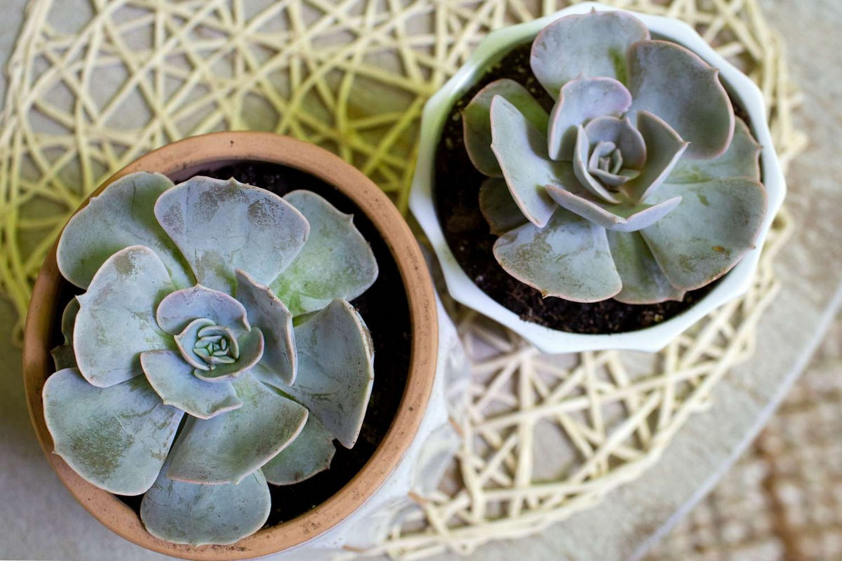 Sen đá ma (Ghost echeveria) được nhận dạng với những chiếc lá rộng bè có đầu mút nhọn, màu tím bạc.