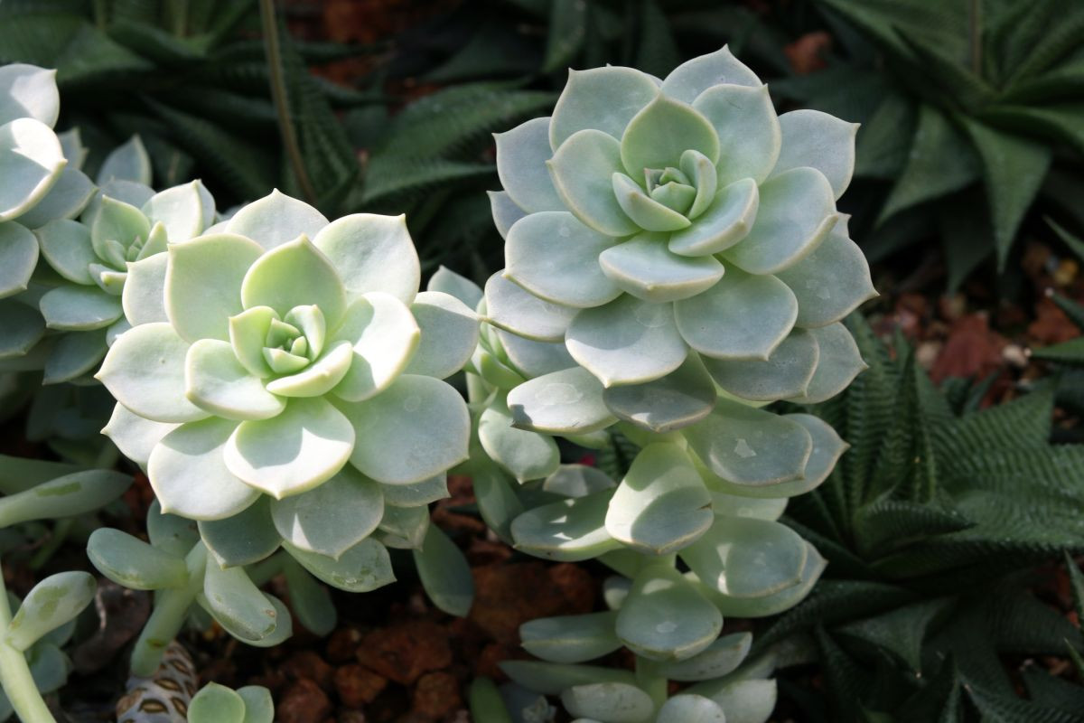 Sen đá tuyết trắng (Mexican snowball echeveria) có những chiếc lá mập mạp màu xanh trắng. Màu sắc của chúng ngả sang hồng nếu được ánh mặt trời chiếu sáng thường xuyên.