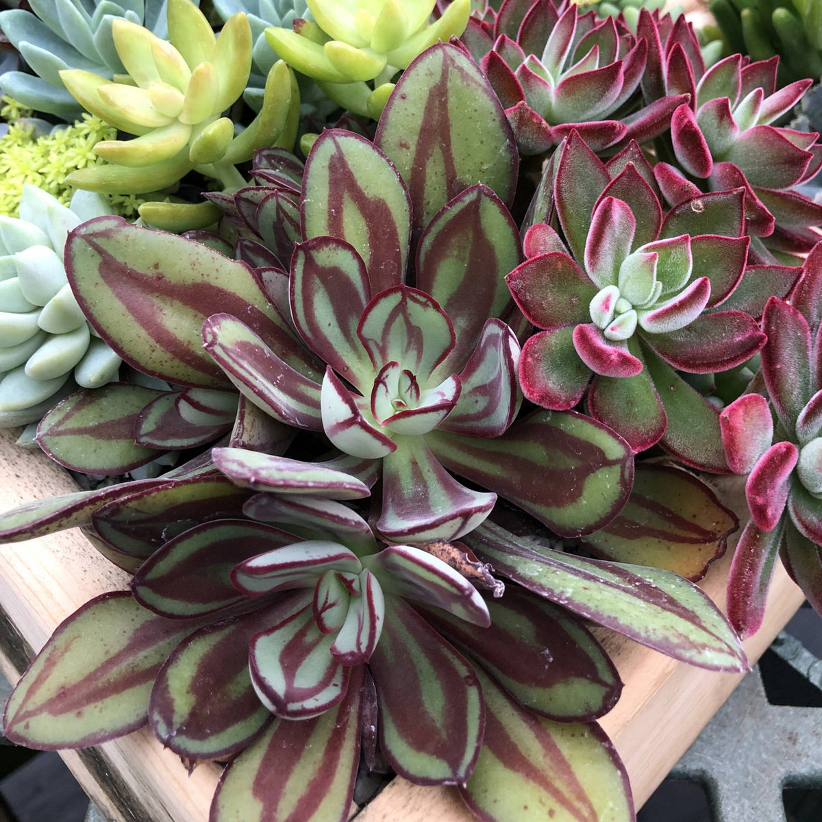 Sen đá sơn (Painted echeveria) trông rất sống động với những chiếc lá xanh có sọc dọc màu đỏ. Hoa của chùng màu hồng nhạt.