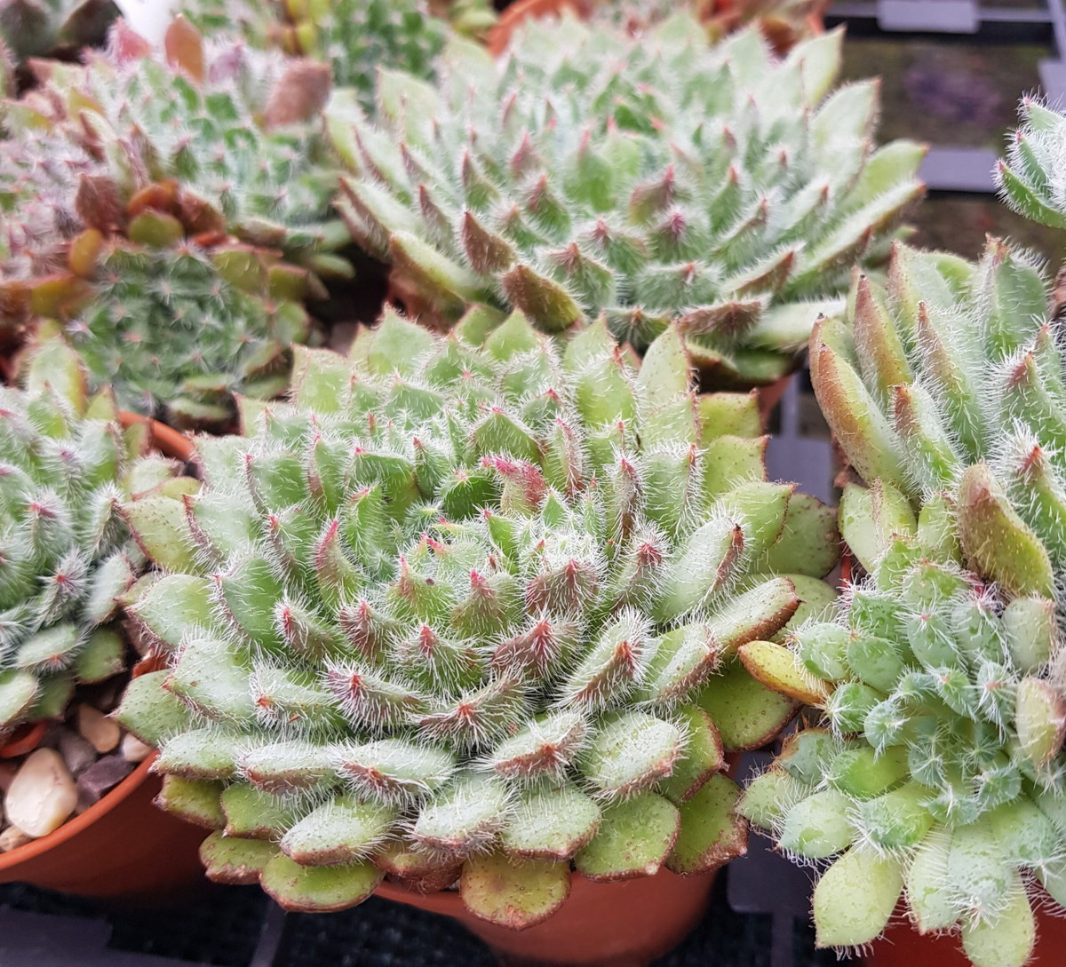 Sen đá Tarantula (Tarantula echeveria) đặc trưng bởi rất nhiều lông nhỏ trên lá của nó. Tên của chúng lấy cảm hứng từ loài nhện nhiều lông Tarantula.