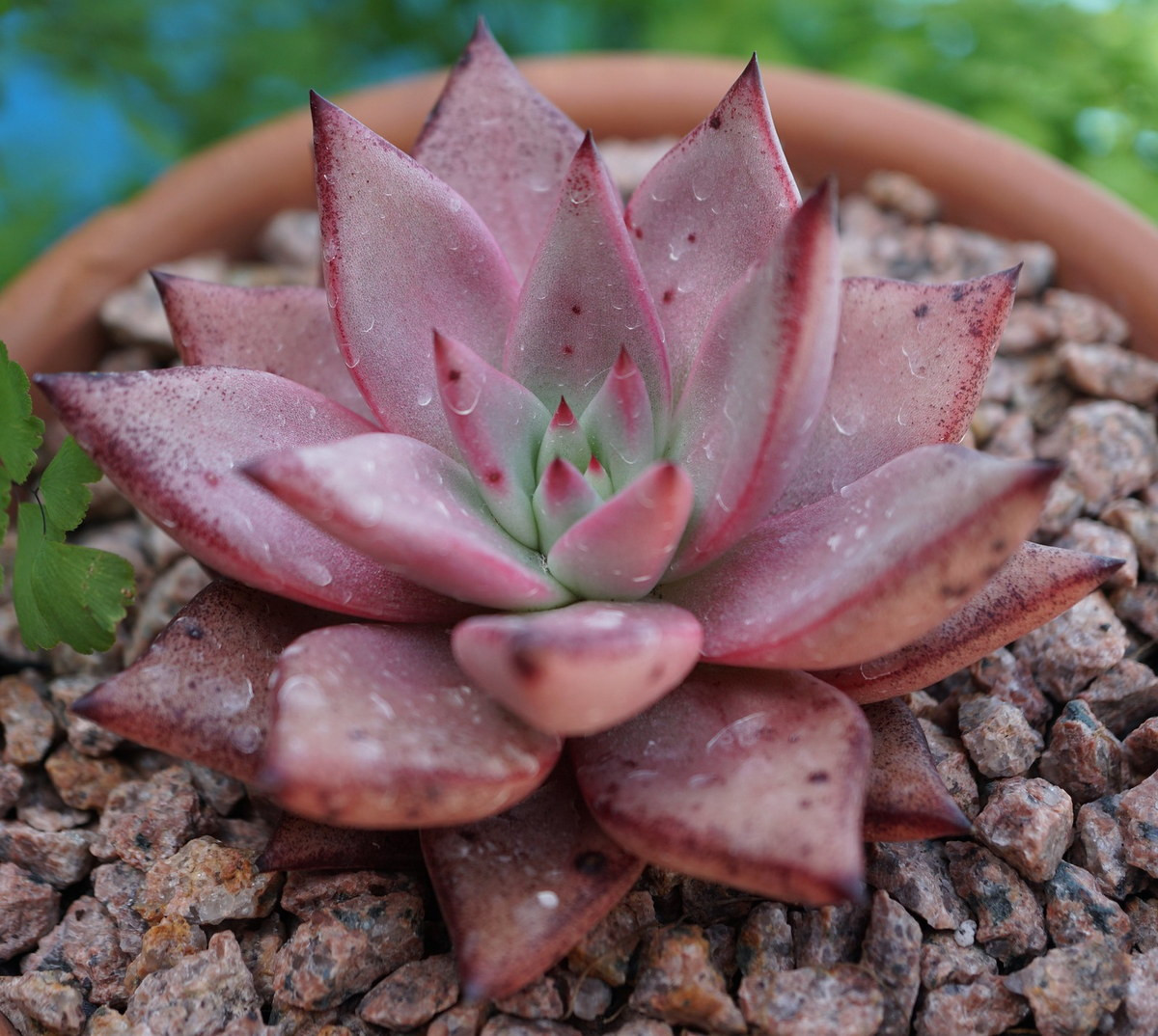 Sen đá Taurus (Taurus echeveria) có những chiếc lá hình tam giác màu xanh lá cây, hồng và đỏ. Màu sắc của chúng sẽ trở nên tối hơn khi tiếp xúc với ánh sáng mặt trời.