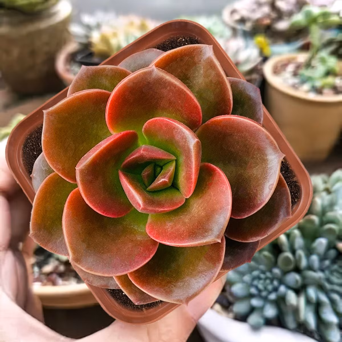 Sen đá nhật nguyệt (Melaco brown rose echeveria) nổi bật với những chiếc lá màu xanh ở cuống và ngả dần thành màu đỏ đồng về phía rìa. Chúng mọc những bông hoa màu cam hình chuông vào giữa mùa hè.