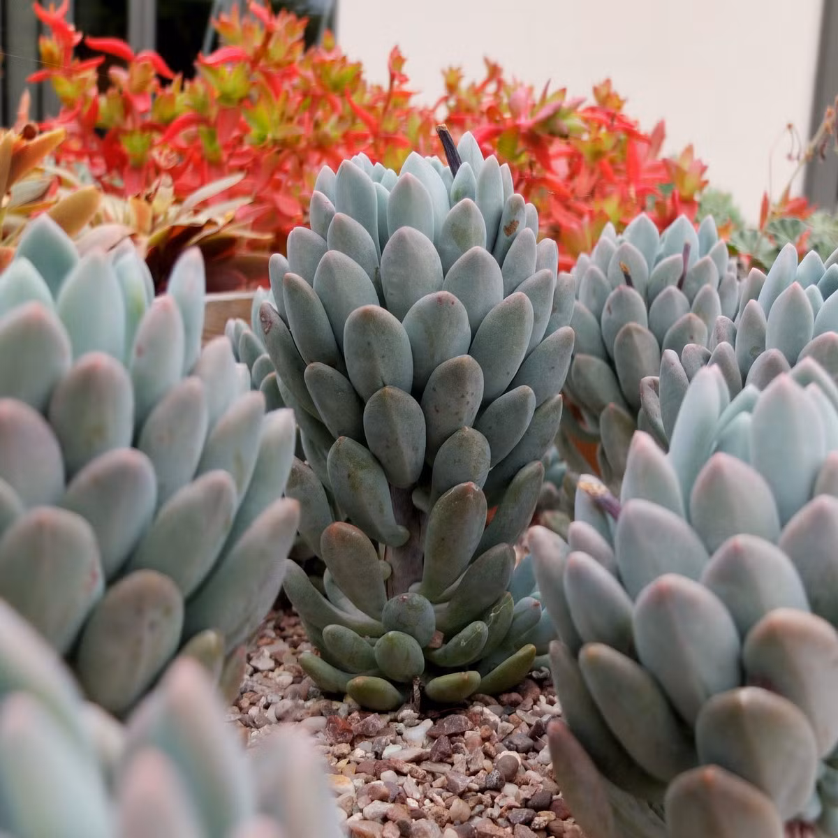 Sen đá Cana (Cana echeveria) có những chiếc lá hình trụ, tròn trịa, màu xanh xám. Cây trưởng thành có dạng cột.