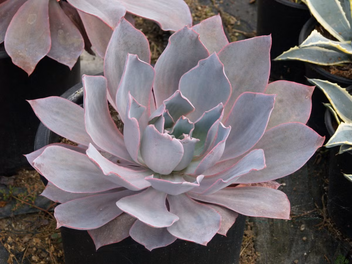 Sen đá hồng hạc (Afterglow echeveria) có những chiếc lá rộng màu tím hồng được tô điểm bằng những viền mỏng màu hồng. Chúng mọc hoa màu cam vào mùa hè.