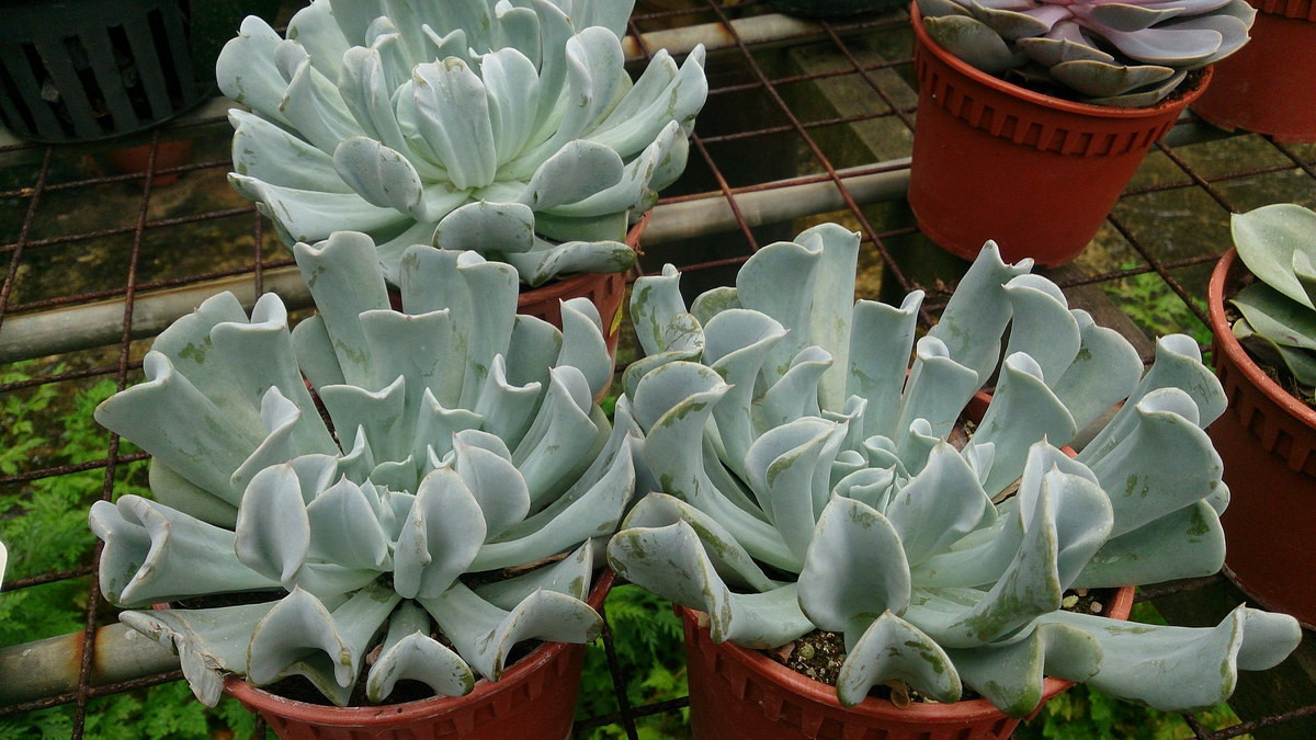 Sen đá hoa cúc (Topsy turvy echeveria) có những chiếc lá màu xanh hình thìa độc đáo với một chút màu bạc. Chúng chỉ phát triển tốt ở nơi có khí hậu ấm áp.