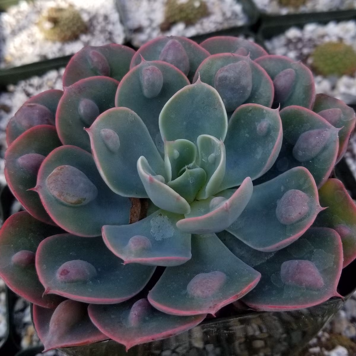 Sen đá giọt mưa (Raindrops echeveria) là giống sen đá có các nốt sần hình cầu giống như giọt nước gần đầu lá màu xanh nhạt với viền đỏ. Chúng chuyển màu đỏ hoặc hồng trong ánh sáng mạnh và thời tiết lạnh.